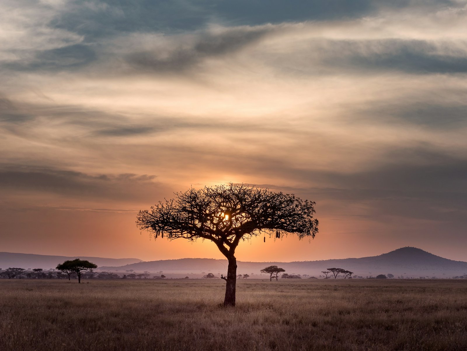 Paisagem de savana ao pôr do sol, fotografia ilustrativa